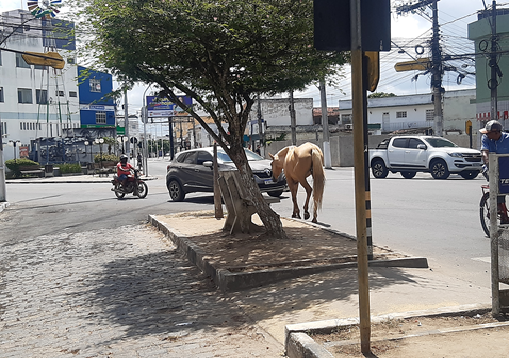 Cavalo é visto perambulando no centro de Santo Antônio de Jesus