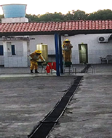 Abelhas se instalam na escola municipal Luís Eduardo em Santo A. de Jesus
