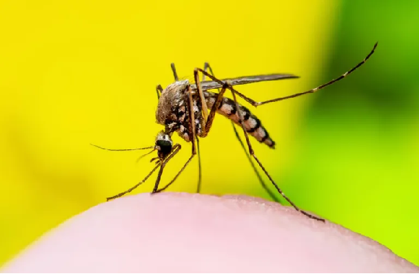 Sobe para 43 o número de mortos pela dengue na Bahia