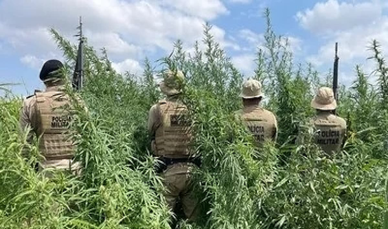 Polícia Militar erradica 65 mil pés de maconha em Curaçá