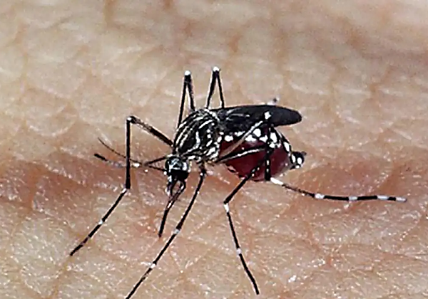 Número de mortos por dengue na Bahia sobe para 49