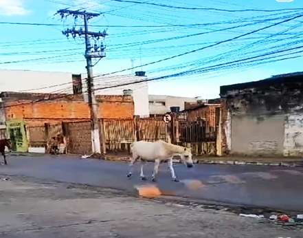Cavalos são vistos transitando em rua de Santo Antônio de Jesus