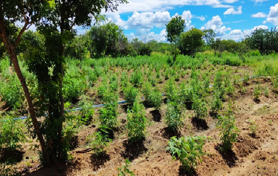 Cerca de 21 toneladas de maconha são encontradas pela PF e PM em plantação na Bahia