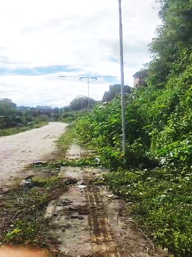 Moradores reclamam de matagal na avenida Santa Cecília.