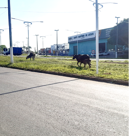 Animais são vistos soltos na BR 101 em Santo Antônio de Jesus