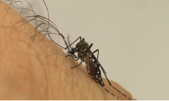 Brasil registra mais de 180 mil casos de dengue e 38 mortes em janeiro de 2025